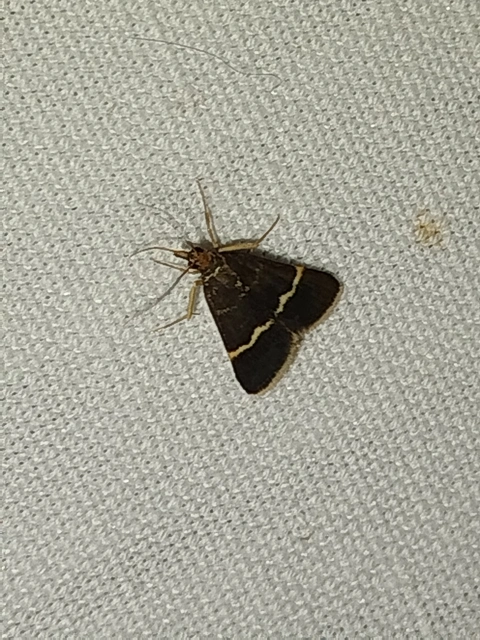 Pyrausta cingulata/rectefascialis