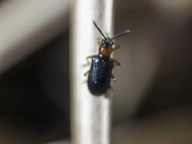 Oulema melanopus - veresnyakú árpabogár