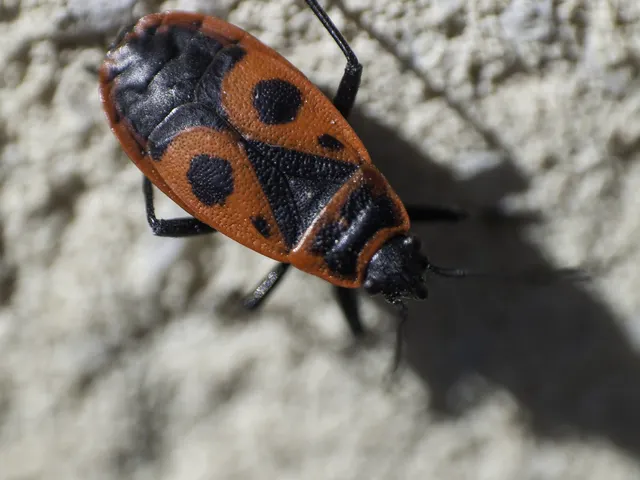 Pyrrhocoris apterus - verőköltő poloska