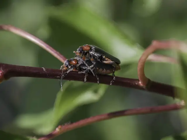 Cantharis rustica - suszterbogár