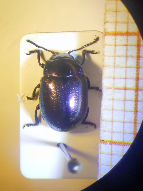 Coleoptera - Bogarak