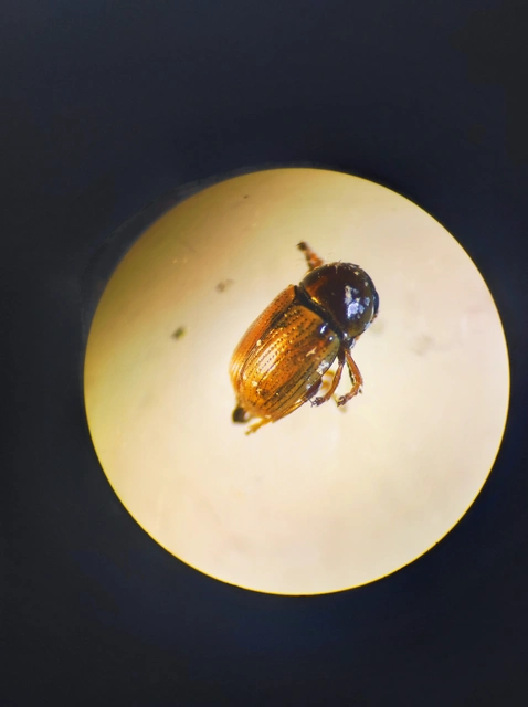 Coleoptera - Bogarak