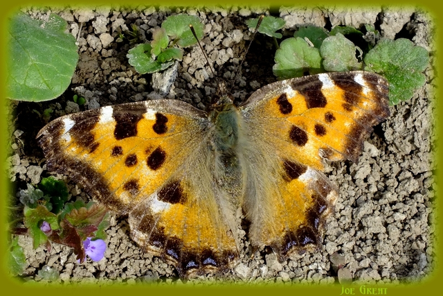Nymphalis polychloros - nagy rókalepke