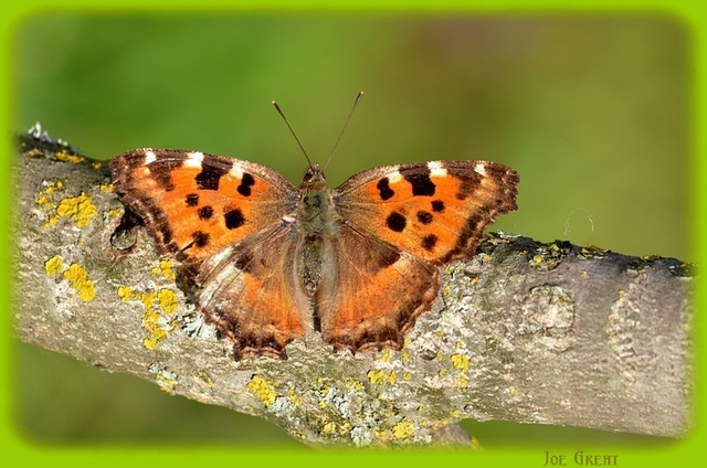 Nymphalis polychloros - nagy rókalepke
