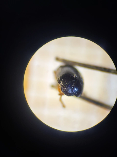 Coleoptera - Bogarak