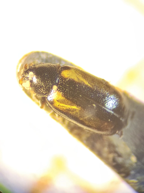 Coleoptera - Bogarak