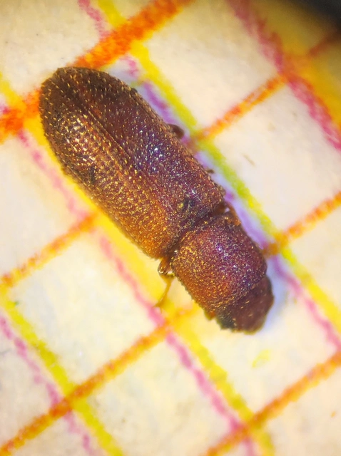 Coleoptera - Bogarak