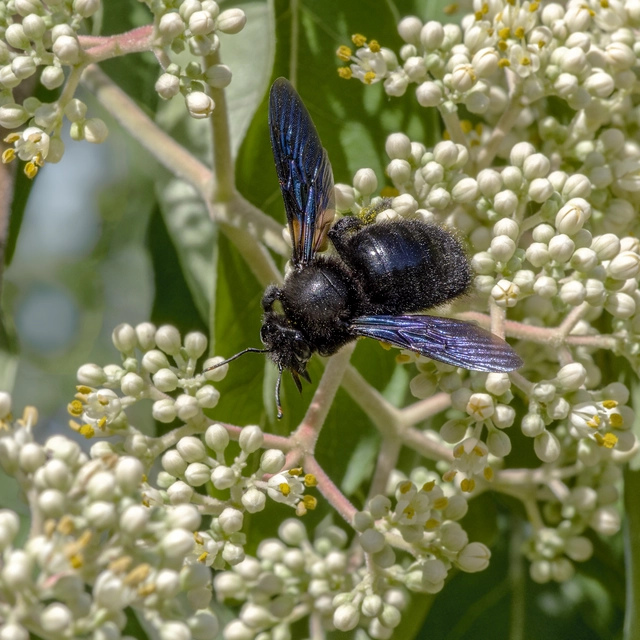 Xylocopa violacea - kék fadongó