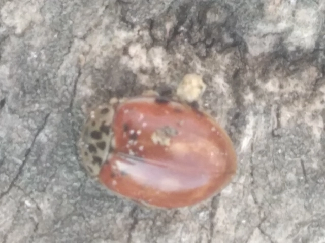 Harmonia quadripunctata - négypettyes katica