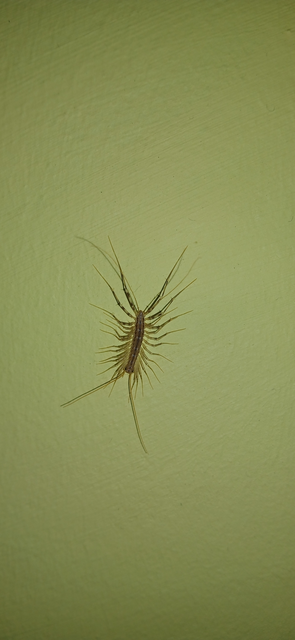 Chilopoda - Százlábúak