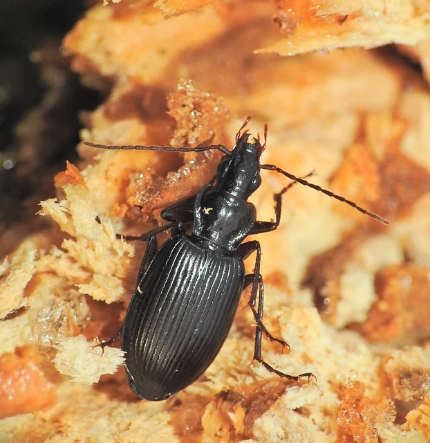 Limodromus assimilis - vöröslábú kisfutó