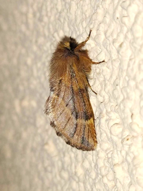 Ptilophora plumigera - tollas púposszövő