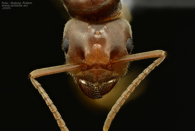 Lasius jensi - sztyeppi borostyánhangya