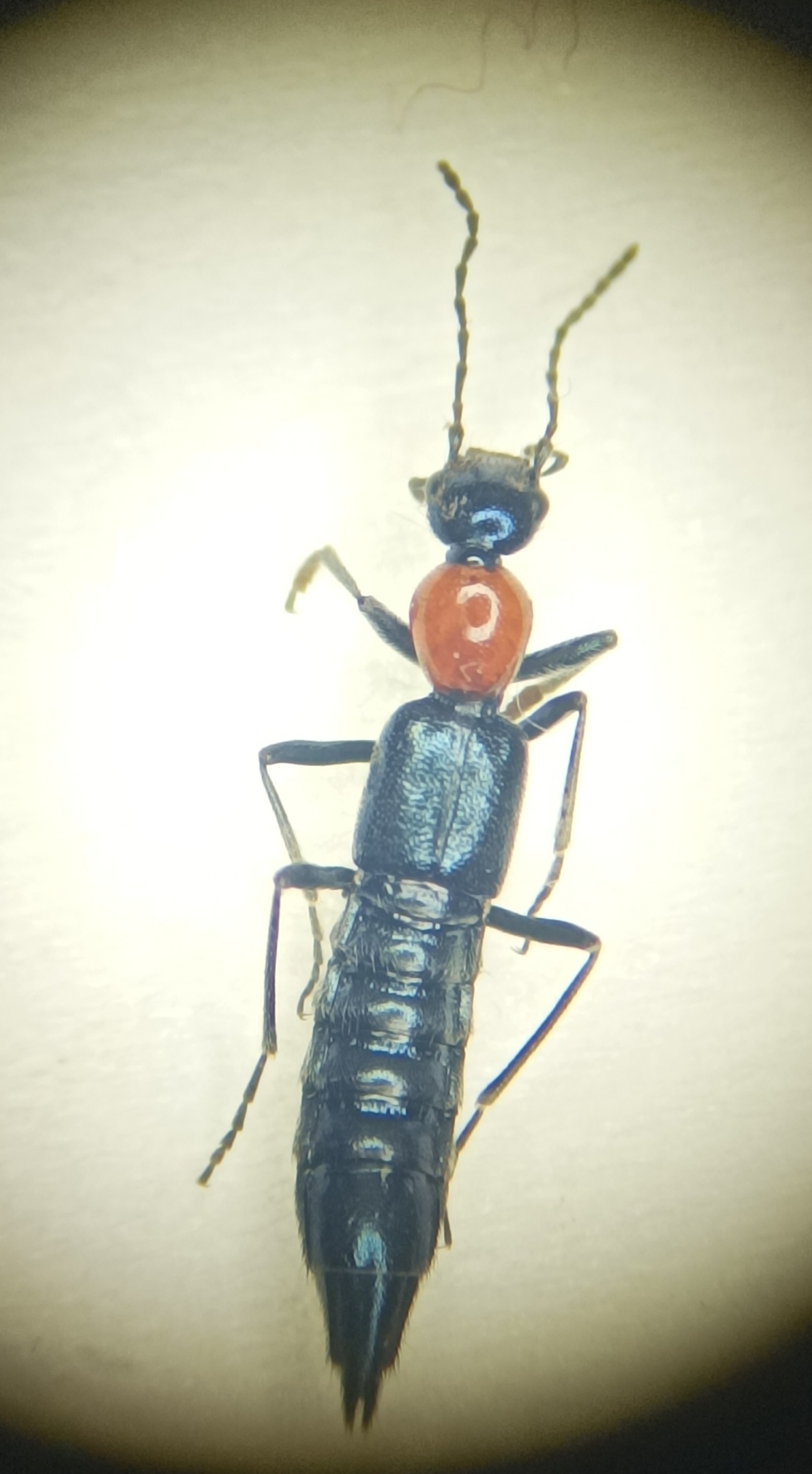Paederidus ruficollis - vöröshátú partiholyva