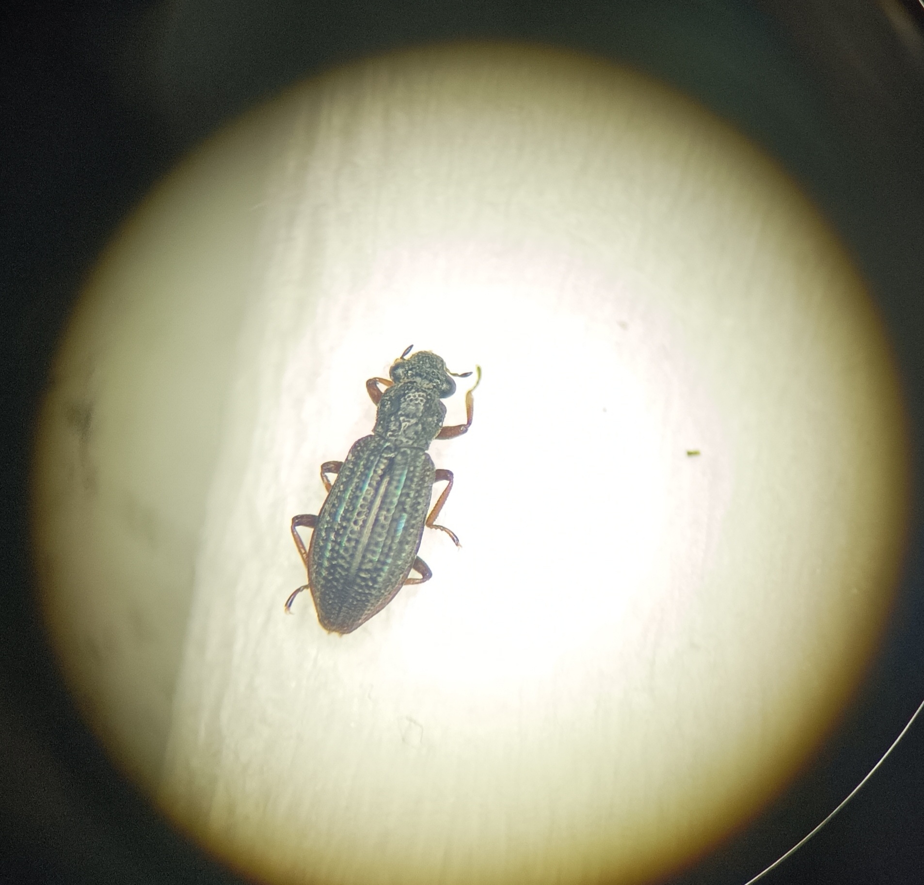 Hydrochus ignicollis - karcsú nyurgacsibor
