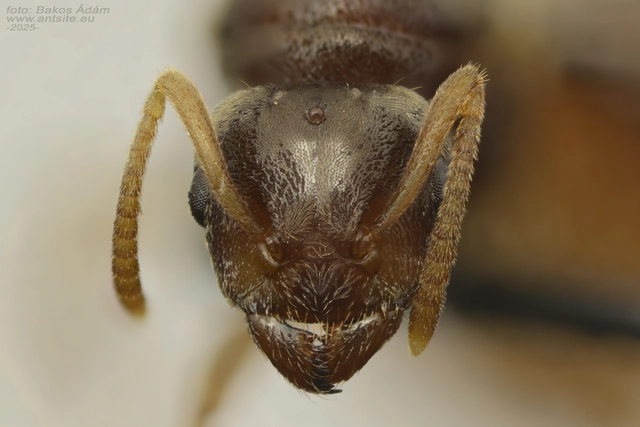 Lasius flavus - gyakori borostyánhangya