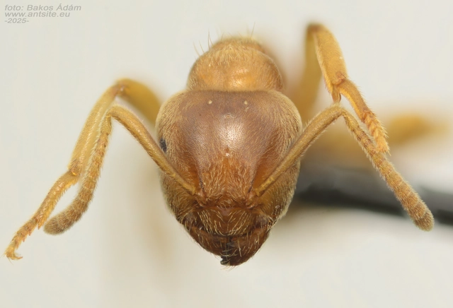 Lasius flavus - gyakori borostyánhangya