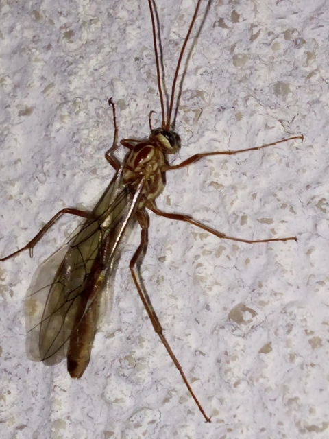 Ophion obscuratus