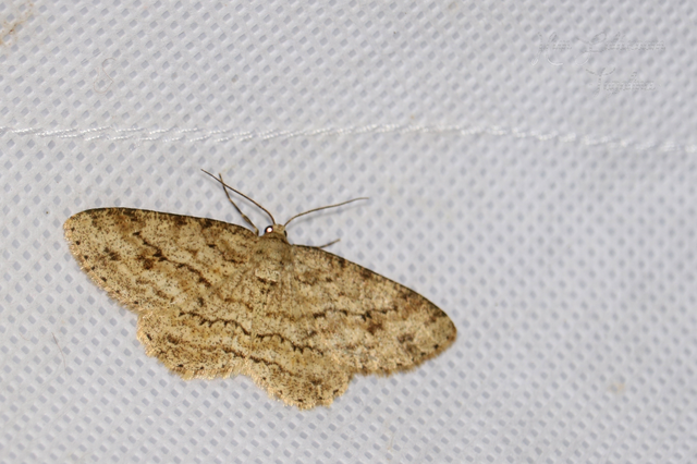 Ectropis crepuscularia - avararaszoló