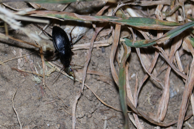 Calathus fuscipes - sokpontos tarfutó