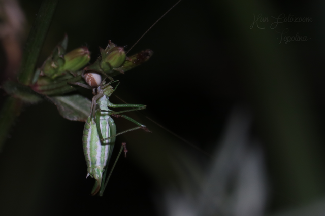 Leptophyes albovittata - közönséges virágszöcske