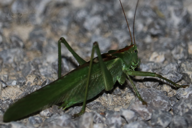 Tettigonia viridissima - zöld lombszöcske
