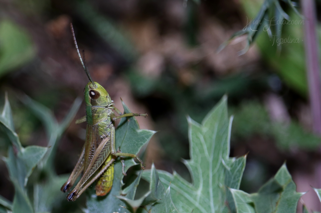 Pseudochorthippus parallelus - közönséges rétisáska