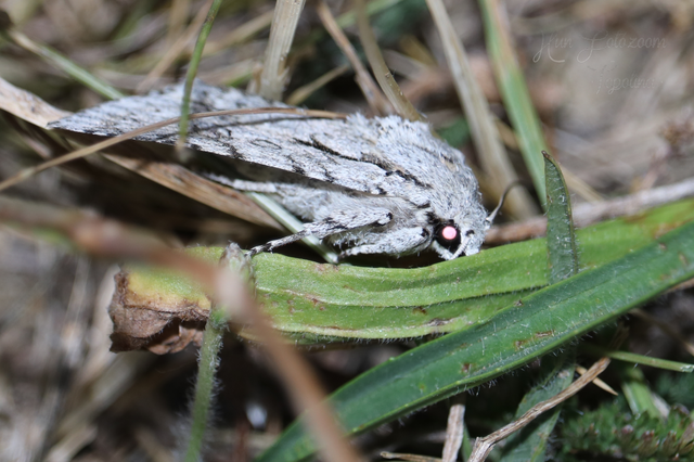 Acronicta aceris - vadgesztenye-szigonyosbagoly