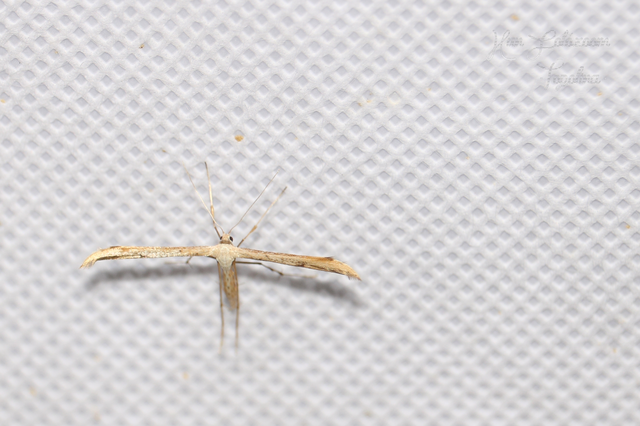 Pterophoridae - tollasmolyfélék