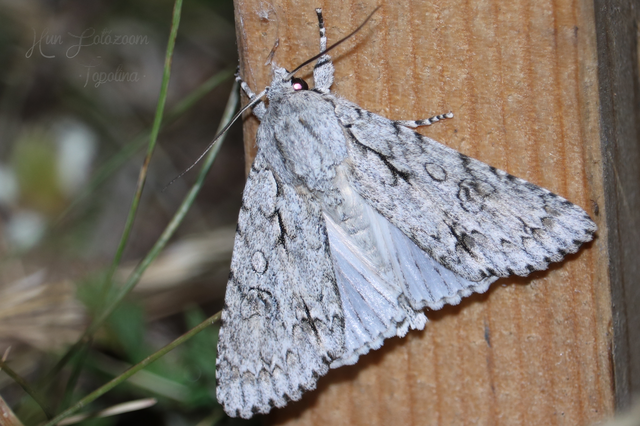Acronicta aceris - vadgesztenye-szigonyosbagoly