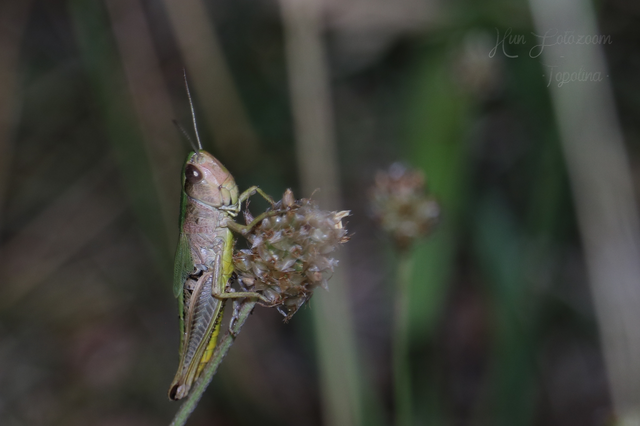 Pseudochorthippus parallelus - közönséges rétisáska