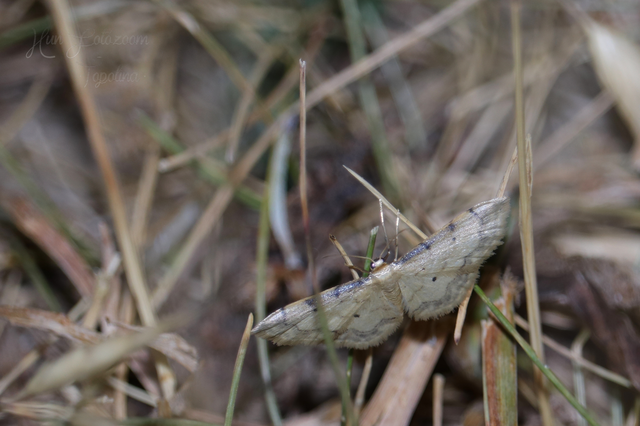 Idaea politaria - vonalas apróaraszoló