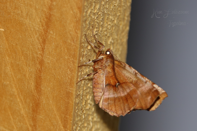 Selenia dentaria - kétfoltos holdasaraszoló