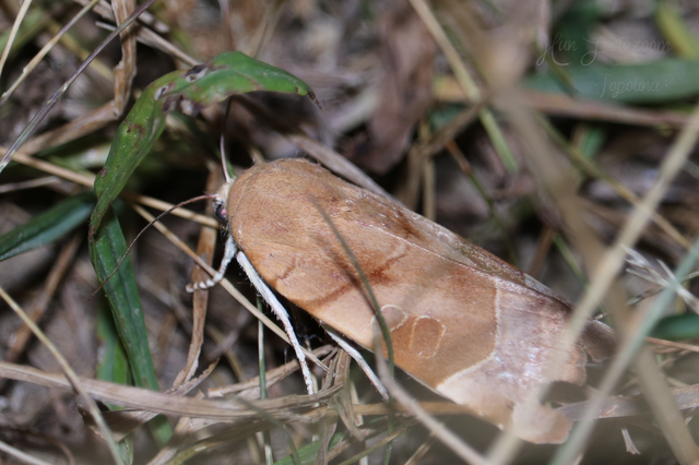 Noctua fimbriata - szélessávú sárgafűbagoly