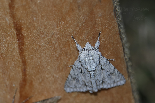 Acronicta aceris - vadgesztenye-szigonyosbagoly