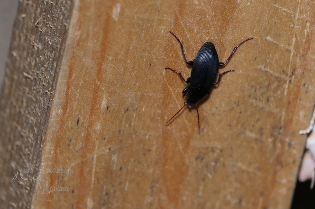 Calathus fuscipes - sokpontos tarfutó
