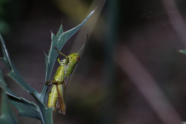 Pseudochorthippus parallelus - közönséges rétisáska