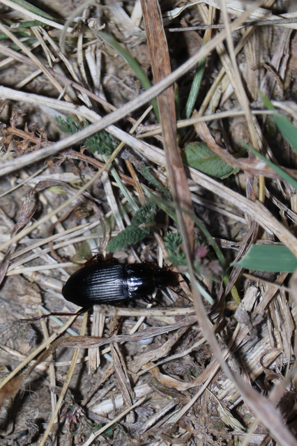 Calathus fuscipes - sokpontos tarfutó