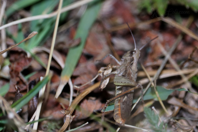 Chorthippus brunneus - közönséges tarlósáska