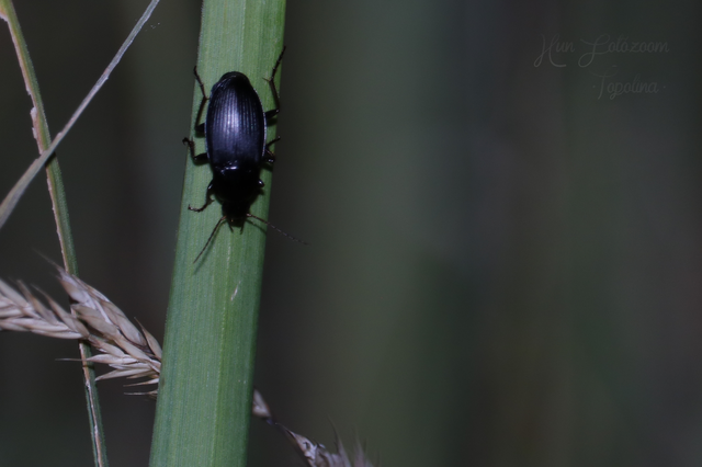Calathus fuscipes - sokpontos tarfutó