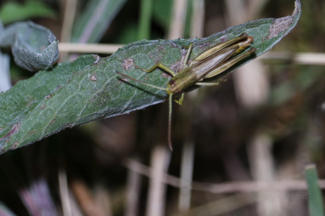 Pseudochorthippus parallelus - közönséges rétisáska