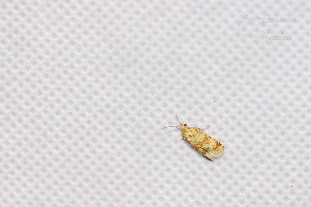 Aethes williana - gyopár-fúrómoly