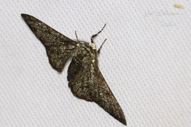 Biston betularia - szürkepettyes araszoló