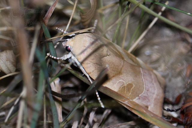 Noctua fimbriata - szélessávú sárgafűbagoly