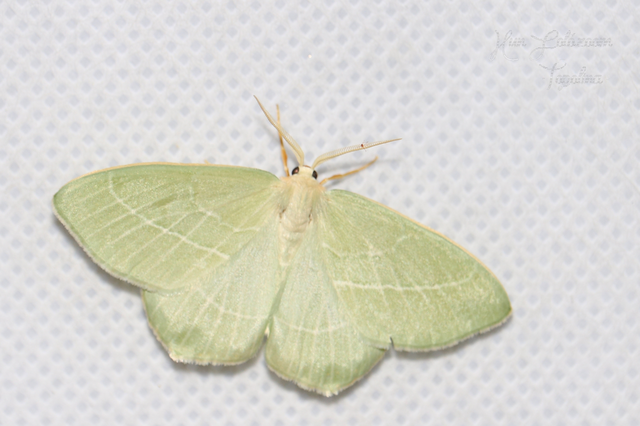 Hemistola chrysoprasaria - kékes zöldaraszoló