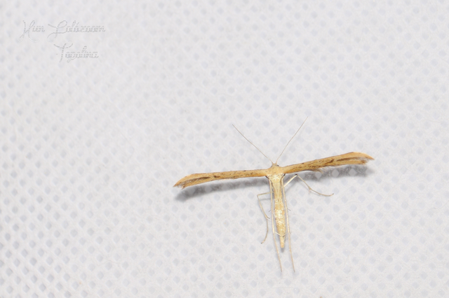 Pterophoridae - tollasmolyfélék