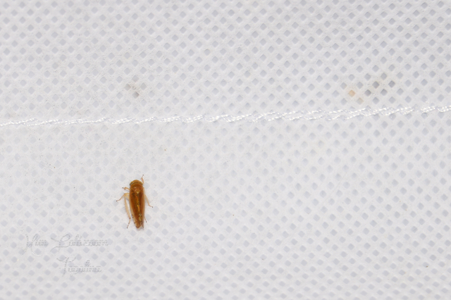 Anoplotettix