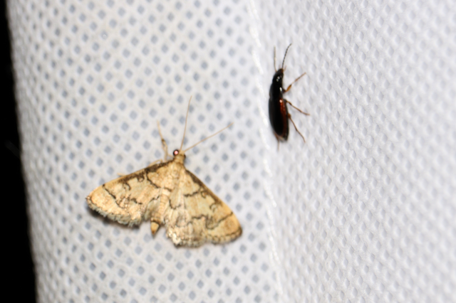 Stenolophus mixtus - közönséges turzásfutó