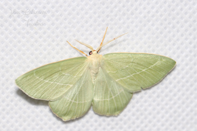 Hemistola chrysoprasaria - kékes zöldaraszoló