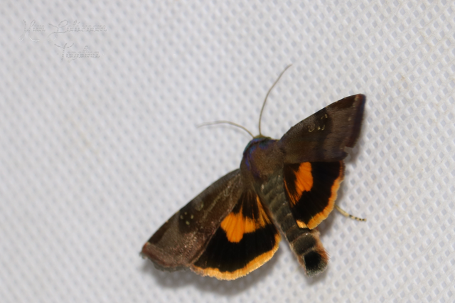 Noctua janthina - tarka sárgafűbagoly